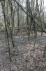 Ukraine, Chernobyl Tour with Solo East - Chernobyl-2 military base where the Duga-1 Over The Horizon military radar was erected as part of the Soviet early warning network - the radar systems were referred to as Russian Woodpeckers due to the nature of the interference received they inflicted worldwide