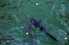 Ukraine, Chernobyl Tour with Solo East - Huge catfish in the waters of the Chernobyl Cooling Pond; which are huge because they grow to that size, not because of some random radiation related indident....