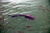 Ukraine, Chernobyl Tour with Solo East - Huge catfish in the waters of the Chernobyl Cooling Pond; which are huge because they grow to that size, not because of some random radiation related indident....