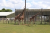 Yorkshire Wildlife Park - Giraffes