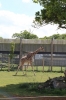 Yorkshire Wildlife Park - Giraffes