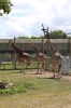 Yorkshire Wildlife Park - Giraffes