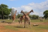 Yorkshire Wildlife Park - Giraffes