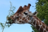 Yorkshire Wildlife Park VIP Trip - Feeding the Giraffes