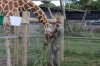 Yorkshire Wildlife Park VIP Trip - Feeding the Giraffes