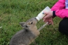 Yorkshire Wildlife Park VIP Trip - Feeding Mara Jack & Jill
