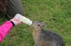 Yorkshire Wildlife Park VIP Trip - Feeding Mara Jack & Jill