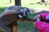 Yorkshire Wildlife Park VIP Trip - Giving the Ring-Tailed Lemurs a treat