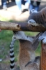 Yorkshire Wildlife Park VIP Trip - Giving the Ring-Tailed Lemurs a treat