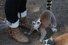 Yorkshire Wildlife Park VIP Trip - Giving the Ring-Tailed Lemurs a treat