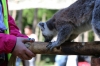 Yorkshire Wildlife Park VIP Trip - Giving the Ring-Tailed Lemurs a treat