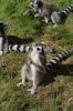 Yorkshire Wildlife Park VIP Trip - Ring-Tailed Lemurs enjoying the afternoon sunshine