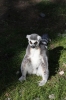 Yorkshire Wildlife Park VIP Trip - Ring-Tailed Lemurs enjoying the afternoon sunshine