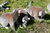 Yorkshire Wildlife Park VIP Trip - Ring-Tailed Lemurs enjoying the afternoon sunshine