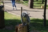 Yorkshire Wildlife Park VIP Trip - Ring-Tailed Lemurs enjoying the afternoon sunshine