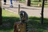 Yorkshire Wildlife Park VIP Trip - Ring-Tailed Lemurs enjoying the afternoon sunshine