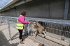Yorkshire Wildlife Park VIP Trip - Feeding Crystal the Lion