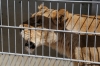 Yorkshire Wildlife Park VIP Trip - Feeding Crystal the Lion