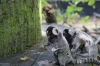 Yorkshire Wildlife Park VIP Trip - Marmoset madness.....