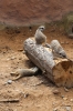 Yorkshire Wildlife Park - Meerkats