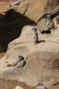 Yorkshire Wildlife Park - Meerkats