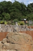 Yorkshire Wildlife Park VIP Trip - Meerkats on sentry duty