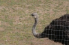 Yorkshire Wildlife Park - Ostrich