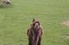 Yorkshire Wildlife Park VIP Trip - Feeding the Camels