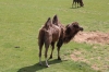 Yorkshire Wildlife Park VIP Trip - Feeding the Camels