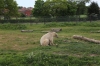 Yorkshire Wildlife Park VIP Trip - Polar Bears