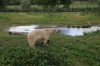 Yorkshire Wildlife Park VIP Trip - Polar Bears
