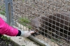Yorkshire Wildlife Park VIP Trip - Feeding Giant Otters Mora & Alexandra