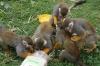 Yorkshire Wildlife Park VIP Trip - Giving the Squirrel Monkeys a treat