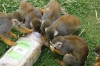 Yorkshire Wildlife Park VIP Trip - Giving the Squirrel Monkeys a treat