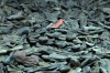 Poland - Auschwitz 1 concentration camp inside Block 5; the shoes of those murdered