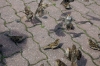 Berlin - Danielle handfeeding sparrows in Alexanderplatz