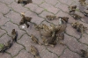Berlin - Danielle handfeeding sparrows in Alexanderplatz