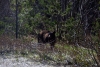 Brown Bear, fresh out of hibernation near Fraser, British Columbia, Canada