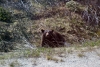 Bear wondering around the railway just north of Fraser, British Columbia, Canada