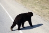 Bear wondering around the railway just north of Fraser, British Columbia, Canada