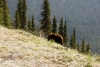 WP&YR - bear near MP16, just outside the tunnel at Tunnel Mountain