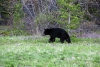 Bear just outside Carcross on the highway