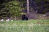 Bear just outside Carcross on the highway