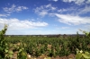 Barossa Valley, South Australia