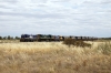 PN Goodwin/Alco DL531 48 Classes, 48163 & 48162 sandwich Clyde/EMD G26C X Class, X51 as they head away from Ootha with 8834 1330 Condobolin - Manildra