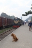 BR BEM20 6107 waits departure from Noapara with 53 0600 Khulna - Benapole Commuter