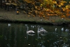 Center Parcs - Sherwood Forest