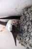 Edlington - House Martin returning to nest to take some of it's insulation elsewhere. To another nest maybe.....?