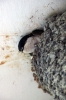 Edlington - House Martin returning to nest to take some of it's insulation elsewhere. To another nest maybe.....?