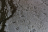 Georgia - Sataplia Nature Reserve - Fossilized dinosaur footprints